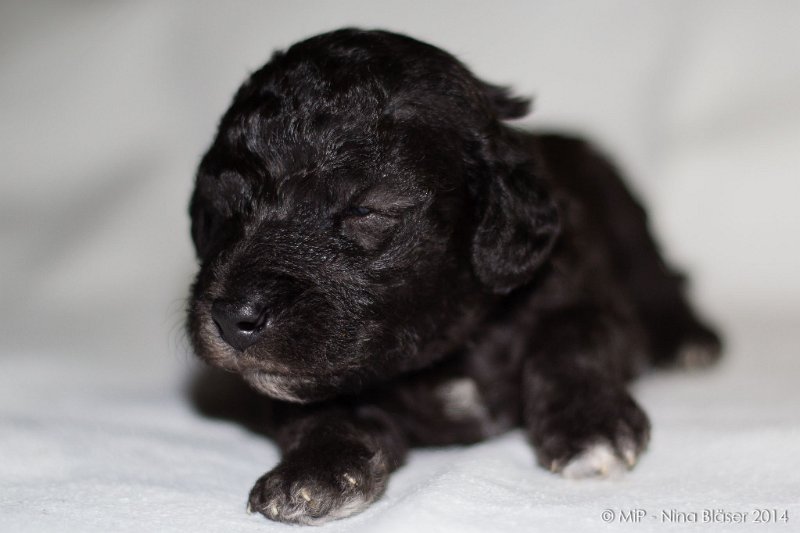 2014-02-18 Welpen Svet & Ruby-1877.jpg - Day 15